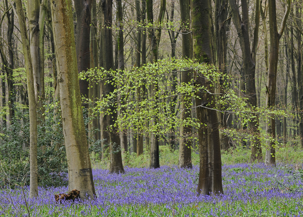 West Woods  Wiltshire Bluebell Wood 2